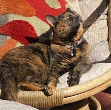 Koko the cat