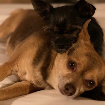 The couple’s dogs, Diego and Rosie